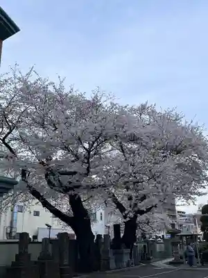 日蓮宗　浄運寺(東京都)