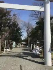 新琴似神社の鳥居