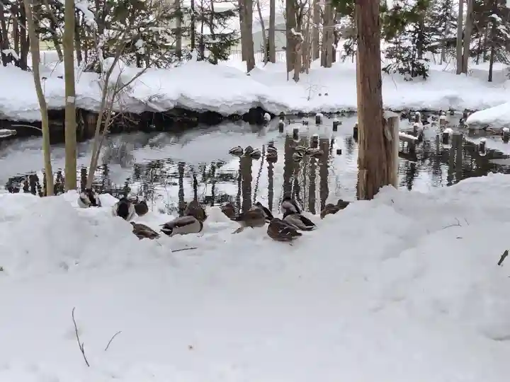 永山神社の動物