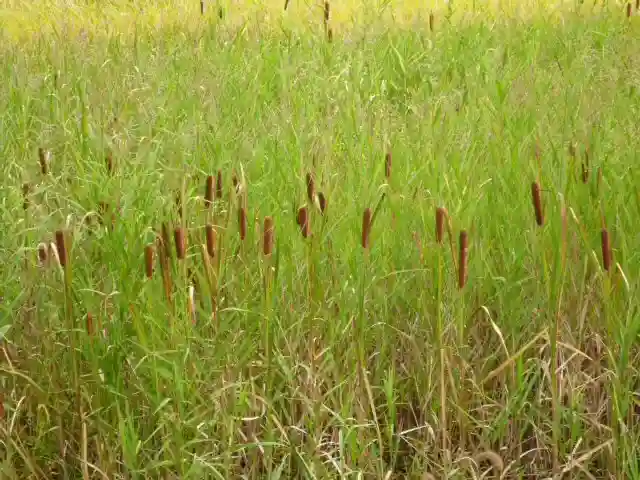 高司神社〜むすびの神の鎮まる社〜の自然