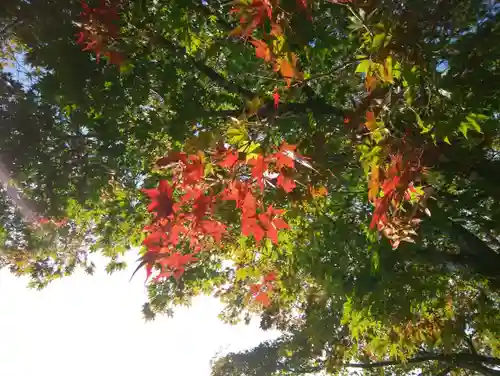相馬妙見宮　大上川神社の自然