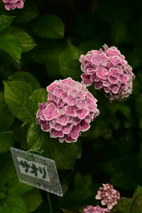 円照寺(兵庫県)