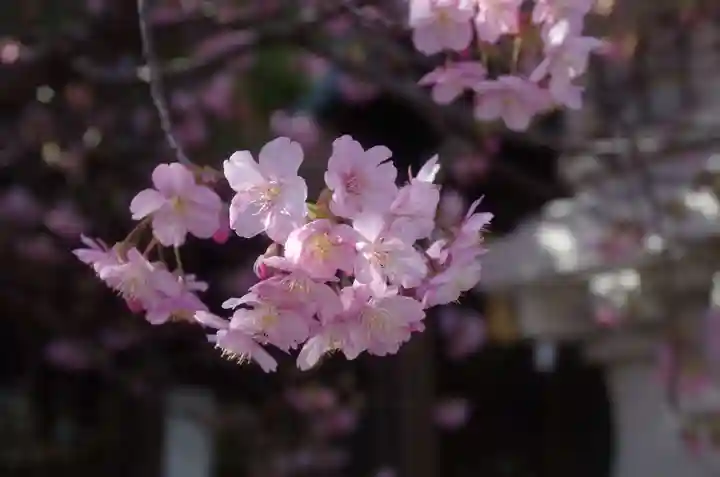 新宿下落合氷川神社の自然