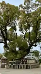 杭全神社(大阪府)