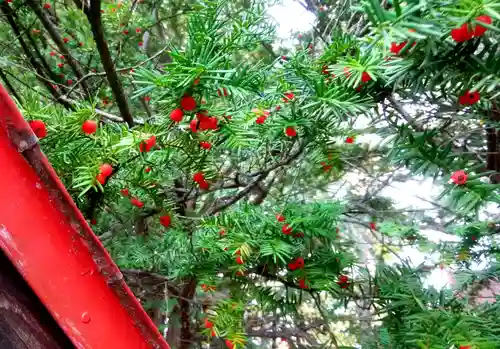 相内神社の自然