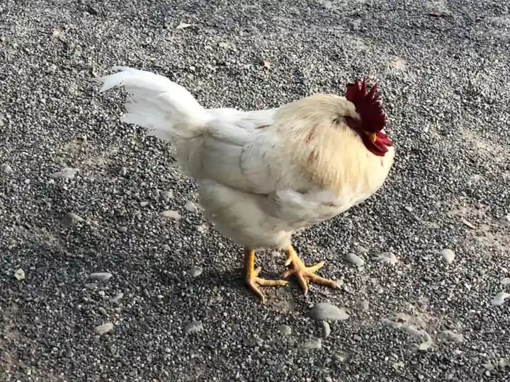 熱田神宮の動物