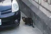 六宮神社の動物