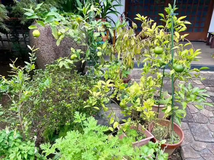 谷中 妙福寺(東京都)