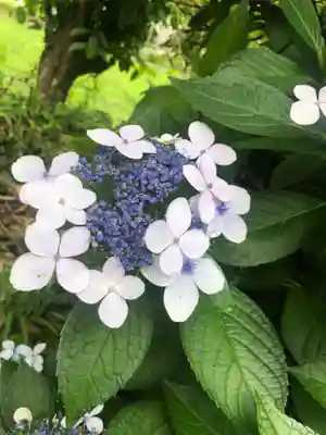 石内のお大師さん　金剛院(広島県)