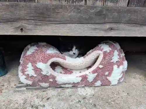 八幡社（柏井町）の動物