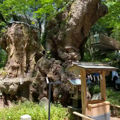 來宮神社(静岡県)