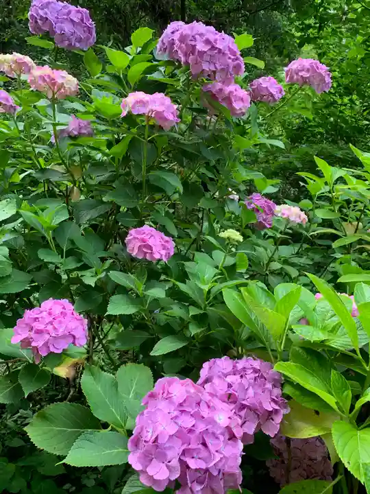 太平山神社の自然
