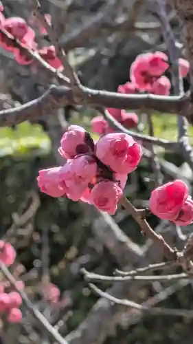 隨心院（随心院）(京都府)