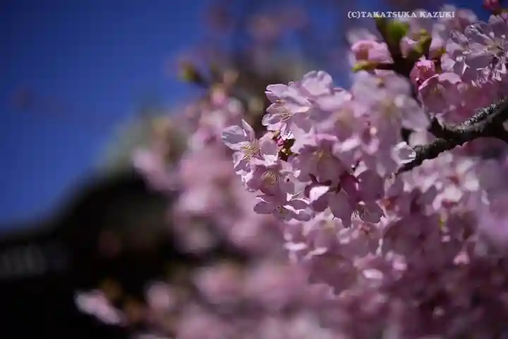桜神宮(東京都)