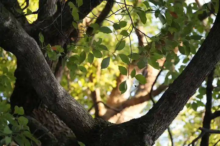 明治神宮(東京都)