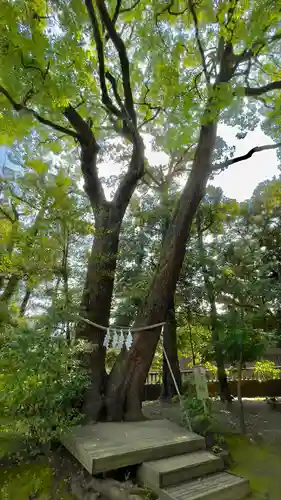 武蔵一宮氷川神社の自然