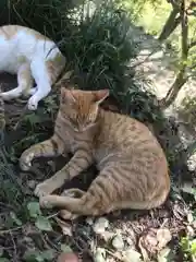 唐澤山神社の動物