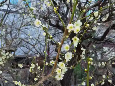 御霊神社(大阪府)