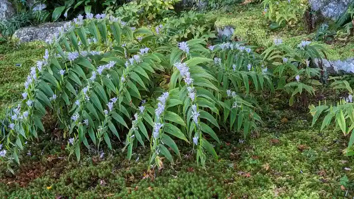 実光院(京都府)