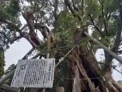 飯倉神社の自然