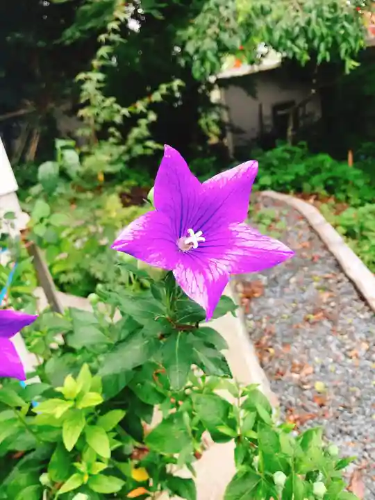 阿波々神社の自然