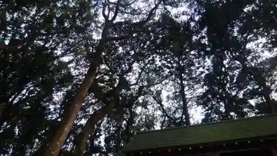 今宮神社の自然