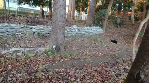 前原御嶽神社の動物