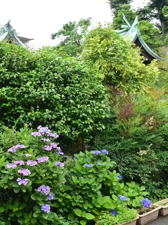 白金氷川神社の自然