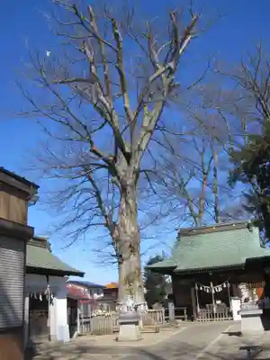 守谷総鎮守 八坂神社(茨城県)
