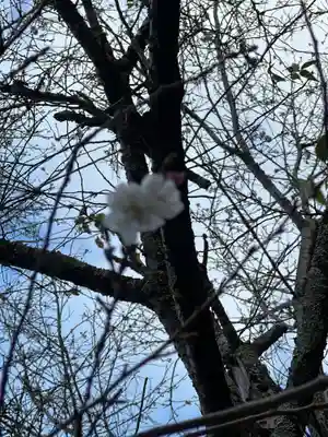熊野神社の自然