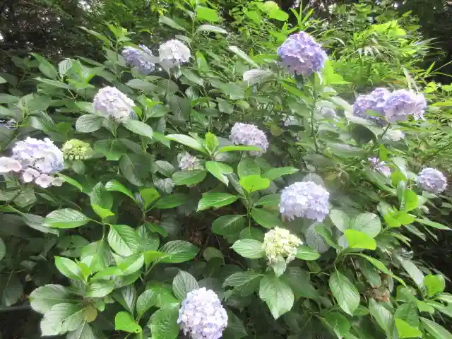 安國論寺(安国論寺)の自然