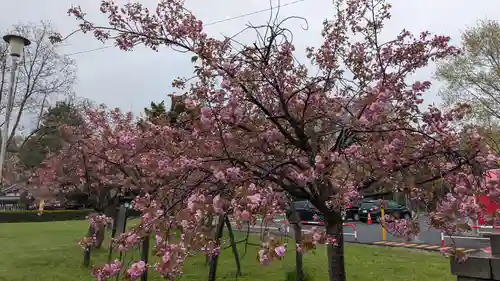 札幌護國神社の自然