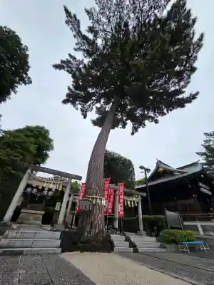 中野沼袋氷川神社の{uncategorized: "未分類", other: "その他", undefined: "問題あり", building: "その他建物", grave: "お墓", sacred_gate: "鳥居", guardian: "狛犬", statue: "像", buddha: "仏像", history: "歴史", nature: "自然", garden: "庭園", animal: "動物", pagoda: "塔", temizu: "手水舎", mountain_gate: "山門・神門", sanctuary: "本殿・本堂", subordinate: "末社・摂社", art: "芸術", scenery: "景色", jizo: "地蔵", ema: "絵馬", goshuin: "御朱印", omikuji: "おみくじ", items: "授与品その他", amulet: "お守り", goshuincho: "御朱印帳", eats: "食事", festival: "お祭り", votive_dance: "神楽", shichigosan: "七五三参", wedding: "結婚式", experience: "体験その他", initially: "初詣", around: "周辺", anti_infection: "感染症対策"}