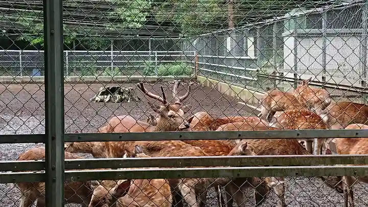 鹿島神宮の動物