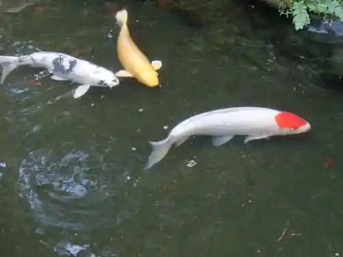 一條殿 新善光寺の動物