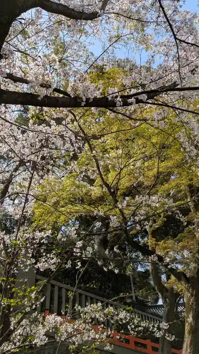 八坂神社(祇園さん)の自然