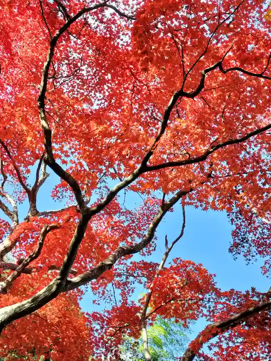 二尊院(京都府)