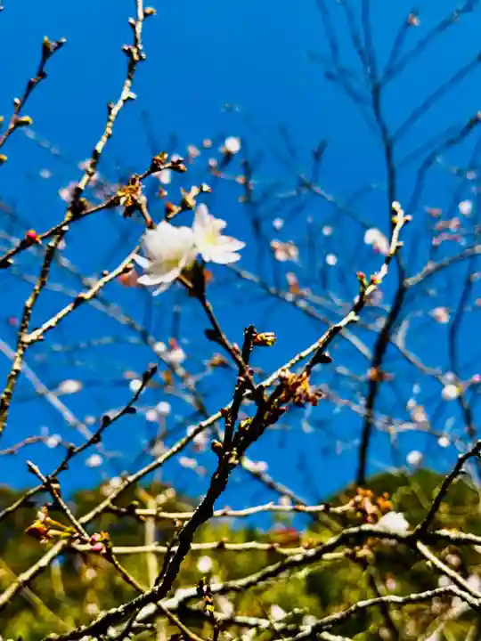 安国寺(京都府)