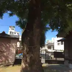 代田神社の自然