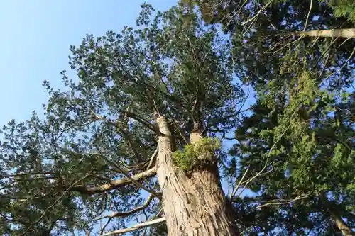 阿久津「田村神社」（郡山市阿久津町）旧社名：伊豆箱根三嶋三社の自然