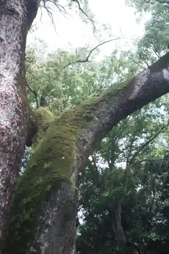 伊弉諾神宮(兵庫県)