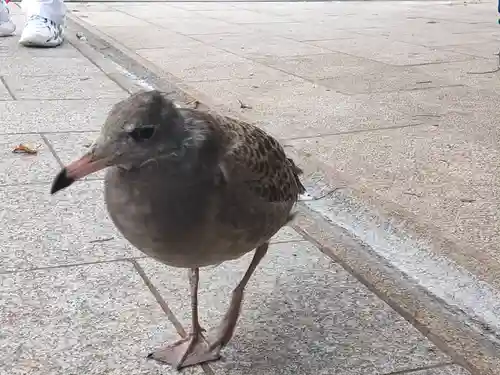 蕪嶋神社(青森県)