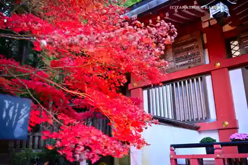 大山阿夫利神社(神奈川県)