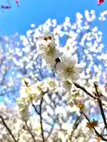 谷保天満宮(東京都)