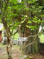 大川神社の自然