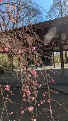 蛭子島神社(京都府)