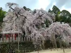 小川諏訪神社の自然