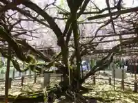 定禅寺(福岡県)