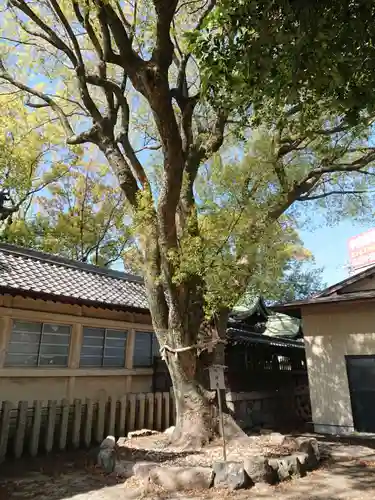 八幡社（四女子八幡社）の自然