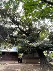 長崎神社の自然